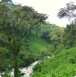 Image by ddetoeuf@wcs.org