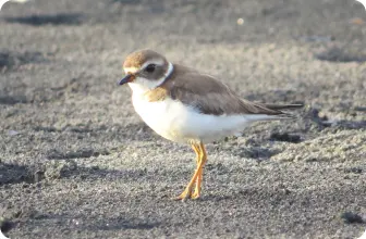 Image by fsantos@wcs.org