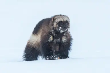 Wolverine, Arctic Tundra
