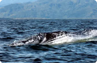 Image by jmaher@wcs.org