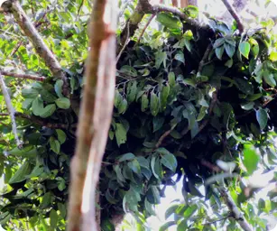 Image by wcsmalaysia@wcs.org