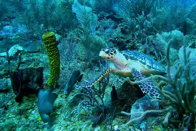 Hawksbill turtle