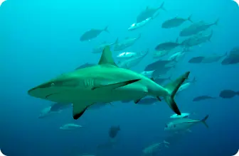 Image by sjupiter@wcs.org