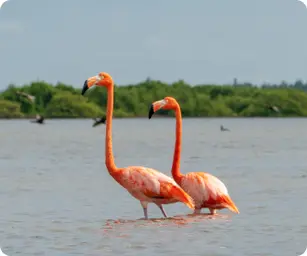 Image by nrossi@wcs.org