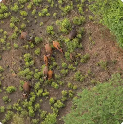 Image by aboveda@wcs.org