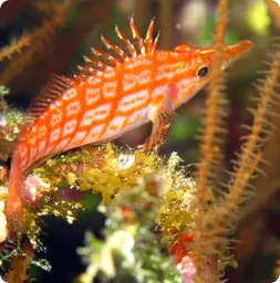 Image by sjupiter@wcs.org