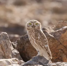 little owl (Tafila).jpg