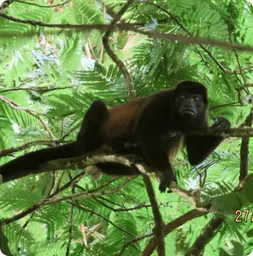 Image by fsantos@wcs.org