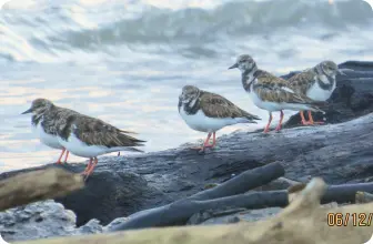 Image by fsantos@wcs.org