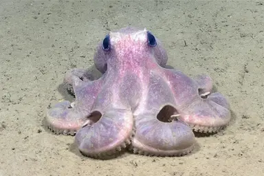 Octopod (Graneledone verrucosa) seen while diving in Hudson Canyon.
