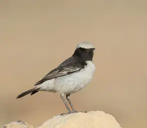 Red Rumped Wheatear 