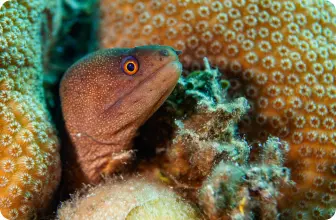 Image by nrossi@wcs.org