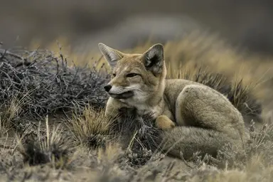 Grey fox