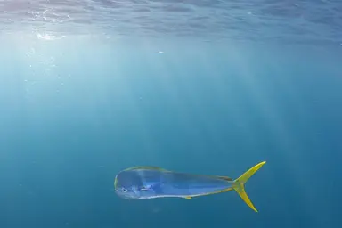 Dolphinfish or mahi mahi