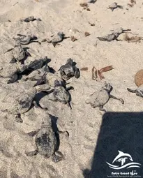 Untitled - Copie.jpeg