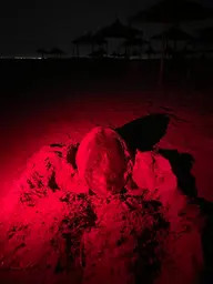 WhatsApp Image 2024-06-24 at 05.50.15.jpeg