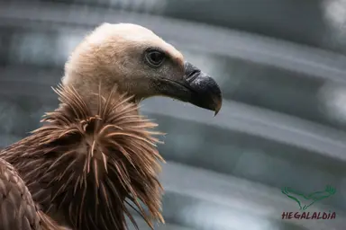 Vautour volière.jpg