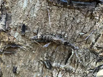 2023_Bioparc_Farankaraina_Phasme (1).jpeg