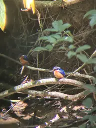 2023_Bioparc_Farankaraina_Martins pêcheurs (6).jpeg