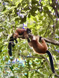 2023_Bioparc_Farankaraina_Varis roux (1).jpeg