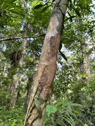 2023_Bioparc_Farankaraina_Uroplatus fimbriatus (1).jpeg
